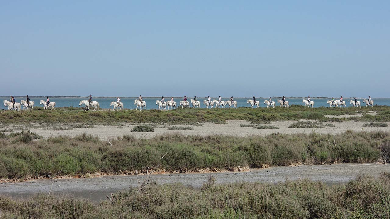 Koně v národním parku Camargue