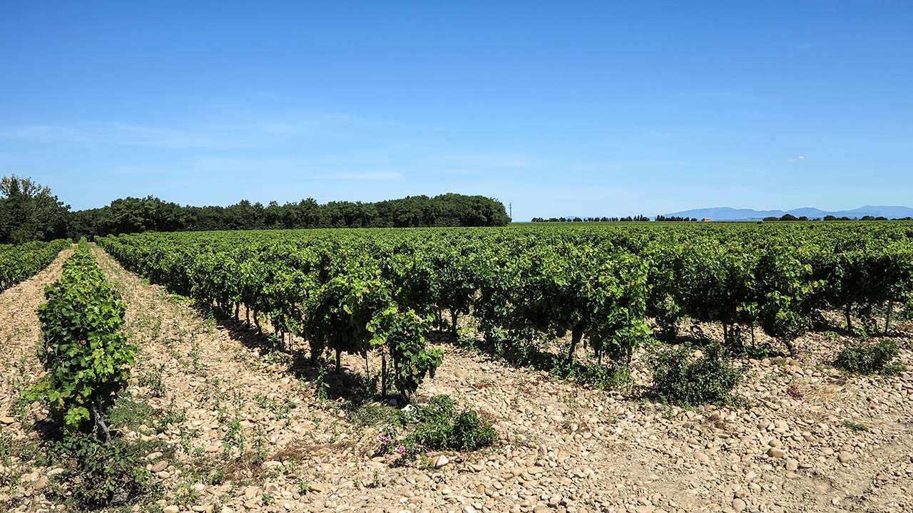 Vinice Châteauneuf-du-Pape