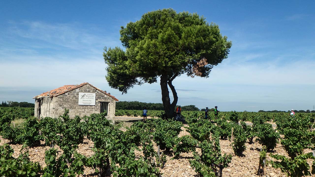 Vinice Châteauneuf-du-Pape